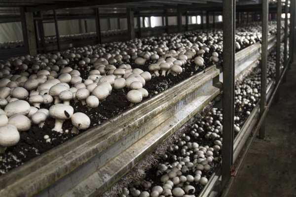 Изображение - Выращивание белых грибов в домашних условиях как бизнес gribnaya-gryadka