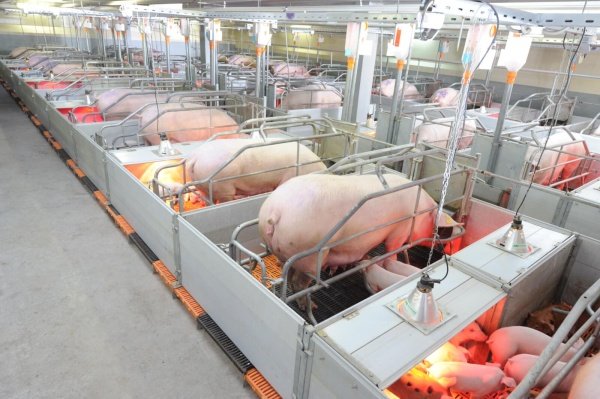Как открыть свиноводческое хозяйство
