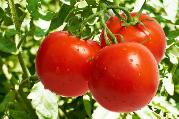 Изображение - Выращивание томатов как бизнес 2-mokryy-tomat