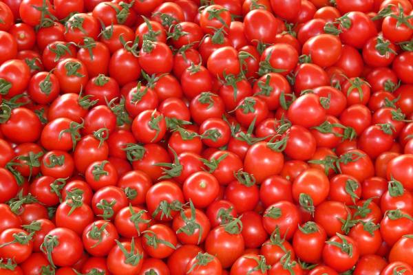 Можно ли выращивать помидоры в теплице круглый год?